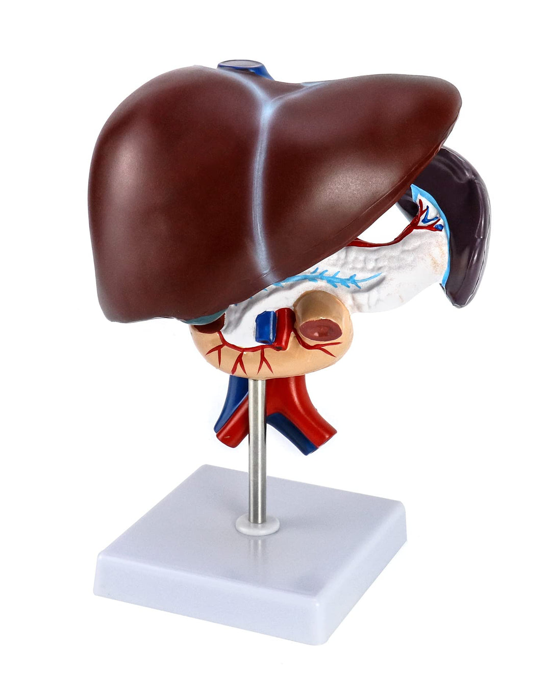 Human Liver Pancreas Duodenum Model, Life Size Pancreas and Liver Anatomical Anatomy Model Medical Anatomy Model