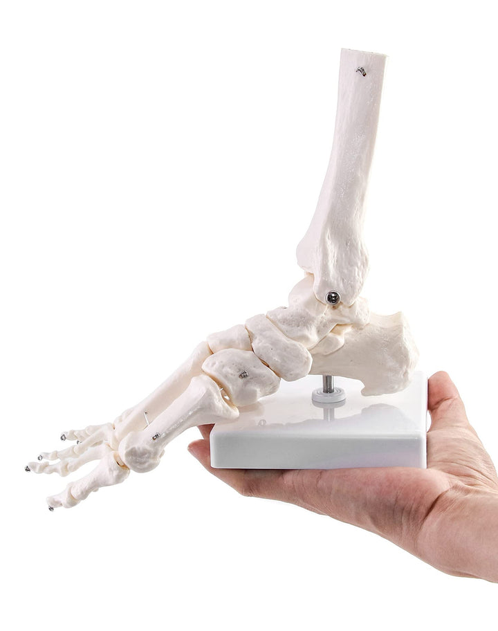 Human Foot Skeleton Model, Life Size Medical Anatomy Foot and Ankle Model, Right, Fully Articulated, for Medical Study & Science Classroom