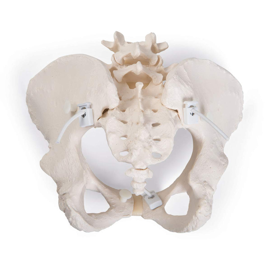 GmbH 1019864 Flexible Female Pelvis Model, Life Size, Bone