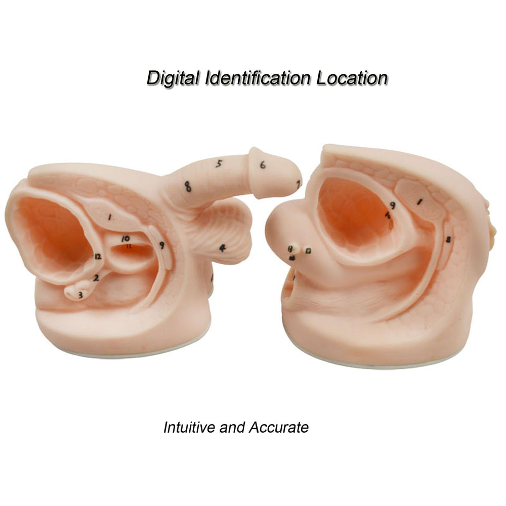 INTBUYING Male and Female Catheter Anatomy Model auatomy Model of Urinary Systemm and Urinary Mold Male and Female Genitals Model for Clinical Teaching