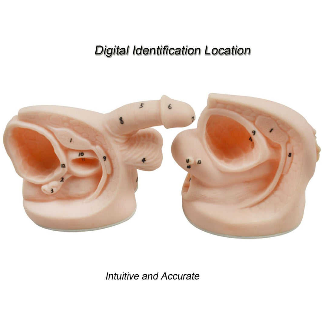 INTBUYING Male and Female Catheter Anatomy Model auatomy Model of Urinary Systemm and Urinary Mold Male and Female Genitals Model for Clinical Teaching
