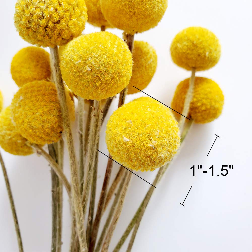 Dried Craspedia Yellow Billy Balls 40 Stems, 1-1.5 inch in Diameter, Dried Flower Branch for DIY Flower Arrangements Home Decor