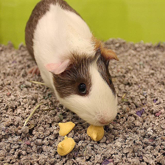 Drops Guinea Pig Treat - Orange - Yogurt Treats for Guinea Pigs Orange 5.3 Ounce (Pack of 1)