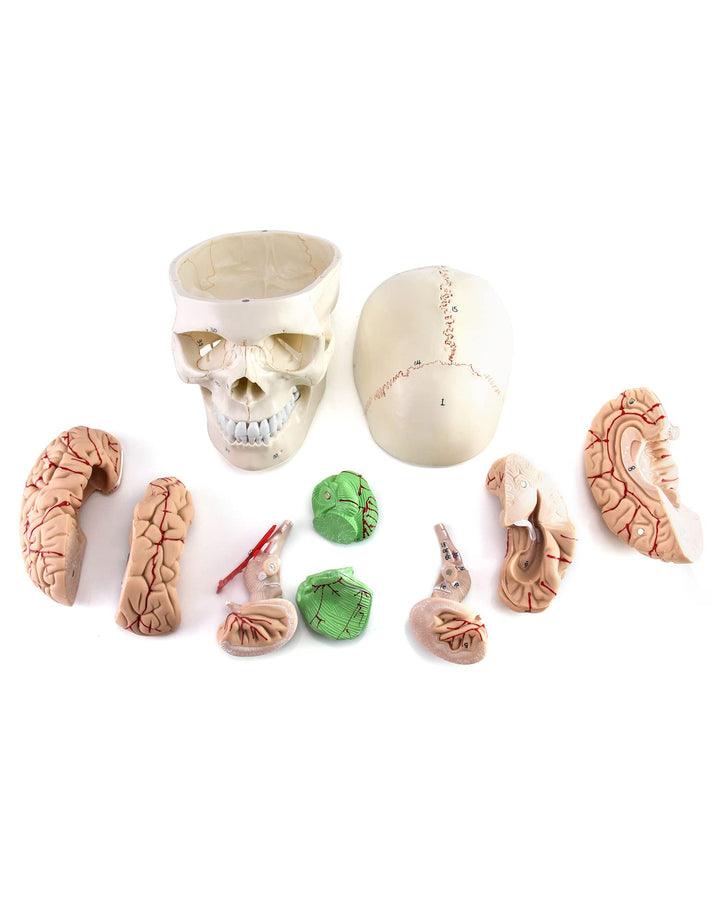 Human Skull and Brain Anatomy Model, 11 Parts, Life Size, Numbered, Anatomically Accurate, for Science Medical Teaching Learning