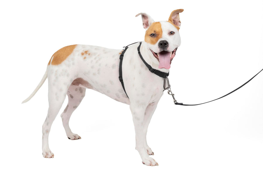 3 in 1 Dog Harness - No Pull Solution for Dogs - Reflective Dog Harness - Front D-Ring Clip Helps Stop Pulling - Comfortable Padded Straps - Top Handle Enhances Control - Black - Medium