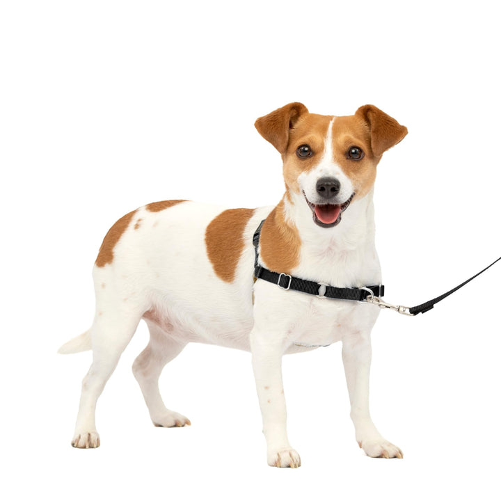 Easy Walk No-Pull Dog Harness - The Ultimate Harness to Help Stop Pulling - Take Control & Teach Better Leash Manners - Helps Prevent Pets Pulling on Walks, Small, Black/Silver
