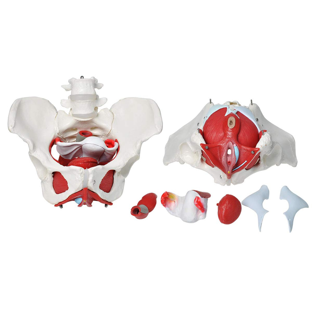 Pelvic Floor Model, Female Pelvis Model, Pelvic Floor Muscle Anatomical Model with Removable Organs for Medical Teaching Students Study Science Education