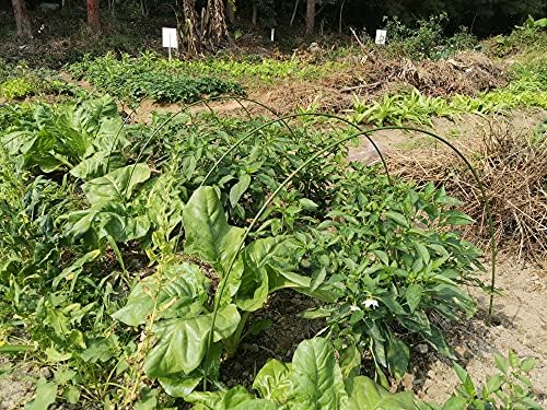 Greenhouse Hoops Hoop House Greenhouse Garden Hoops for Raised Beds Super Hoops Garden Tunnel Green House Hoops Garden Hoops and Netting Grow Tunnel Rowtunnel Fiberglass 5.9ft 6pack ONE Piece Design