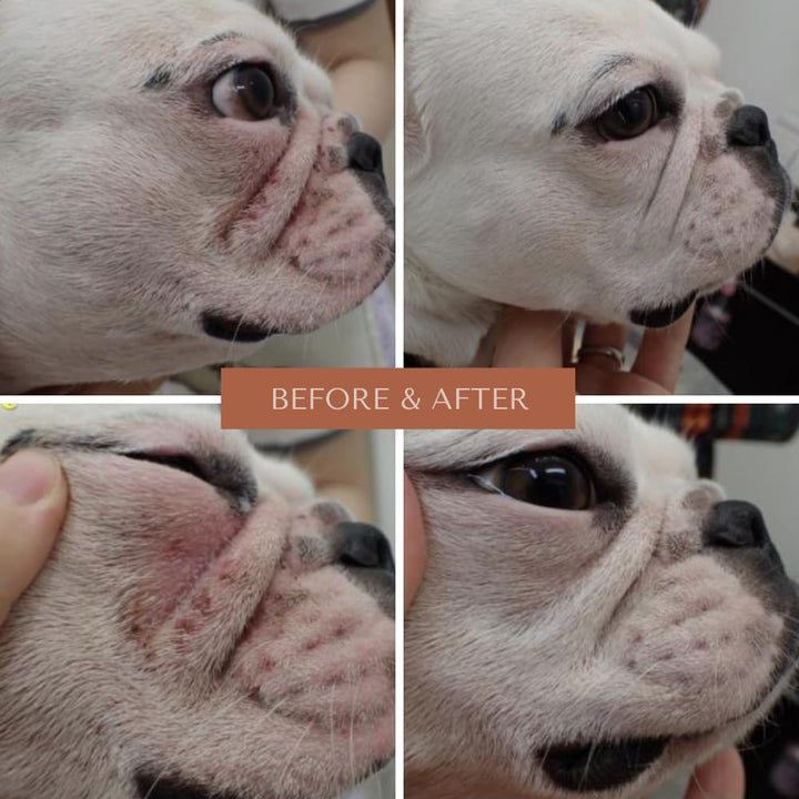 Wrinkle Wipes + Wrinkle Balm For Dogs | Bulldog, French Bulldog, Pug, English Bulldog | Cleans & Soothes Wrinkles, Folds, Tear Stain, Tail Pockets & Paws, Anti-Itch | 100 Soft Cotton Pads