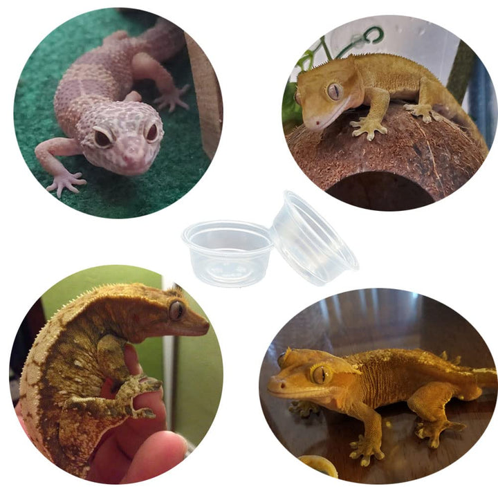 100 pcs Small Gecko Food and Water Cups Plastic Reptile Feeding Bowls Ledge Accessories for Crested Gecko Lizards Small Pets, 0.5 oz