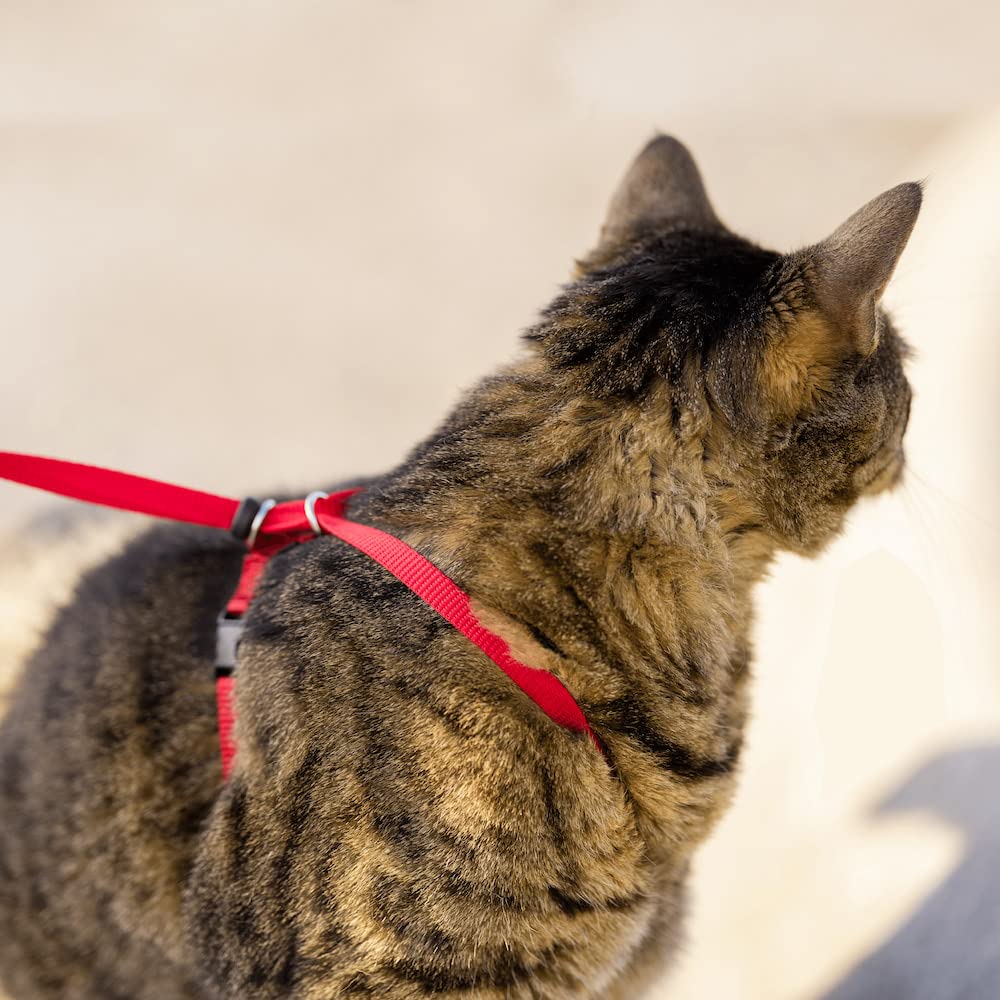 Come with Me Kitty Harness and Bungee Leash, Large, Royal Blue