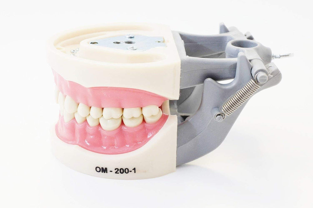 Dental Typodont Teeth Model 200 Type Kilgore Nissin Removable Teeth Suitable for Dental Students Practice Operation and Teaching Demonstration