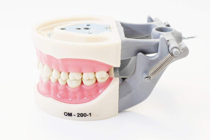 Dental Typodont Teeth Model 200 Type Kilgore Nissin Removable Teeth Suitable for Dental Students Practice Operation and Teaching Demonstration