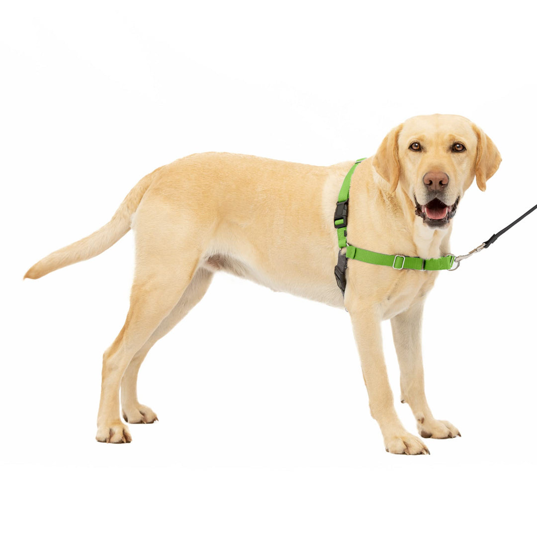 Easy Walk No-Pull Dog Harness - The Ultimate Harness to Help Stop Pulling - Take Control & Teach Better Leash Manners - Helps Prevent Pets Pulling on Walks, Large, Apple Green/Gray