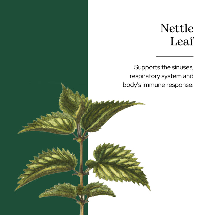 Eclectic Institute Raw Fresh Freeze-Dried Nettle Leaf Whole Food Powder | 2.1 oz (60 g)