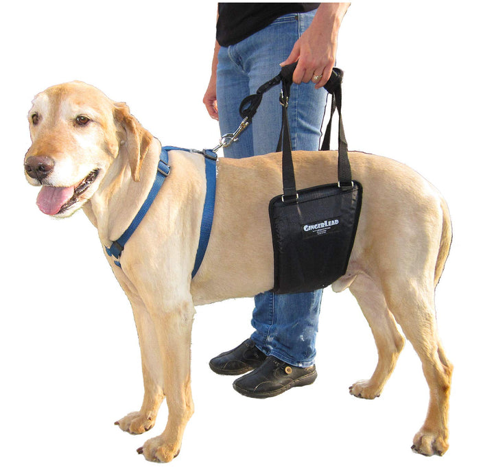 GINGERLEAD Dog Rear Support Sling Harness, M/LG Unisex with Cutout Fits Male & Female Dogs. Padded Hip Lifting Aid Helps Old Pets Walk, K9s Recover from TPLO Surgery. Integrated Leash. Made in U.S.A.