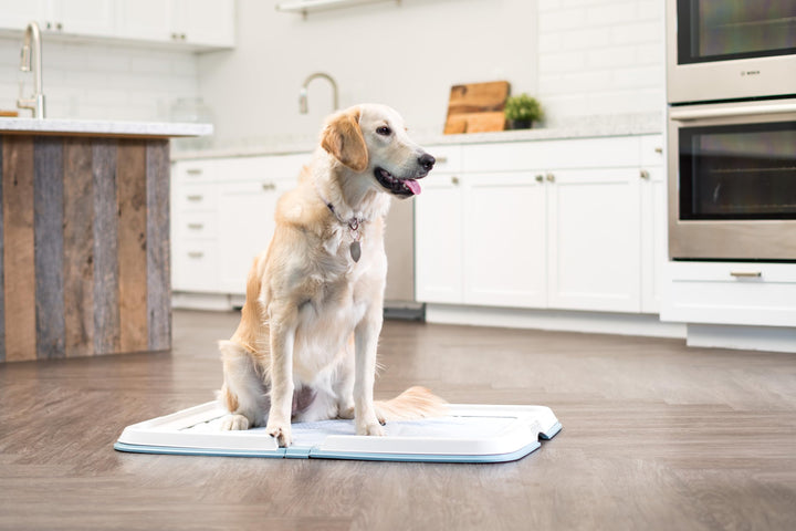 USA Pee Pad Holder - For Large Sized Dog and Puppy Pee Pads, Secured Latches, Non-Skid Feet, High Polish Finish for Easy Cleaning, Leak Protection, Fits 23x35 Pad or Larger, Square, Blue
