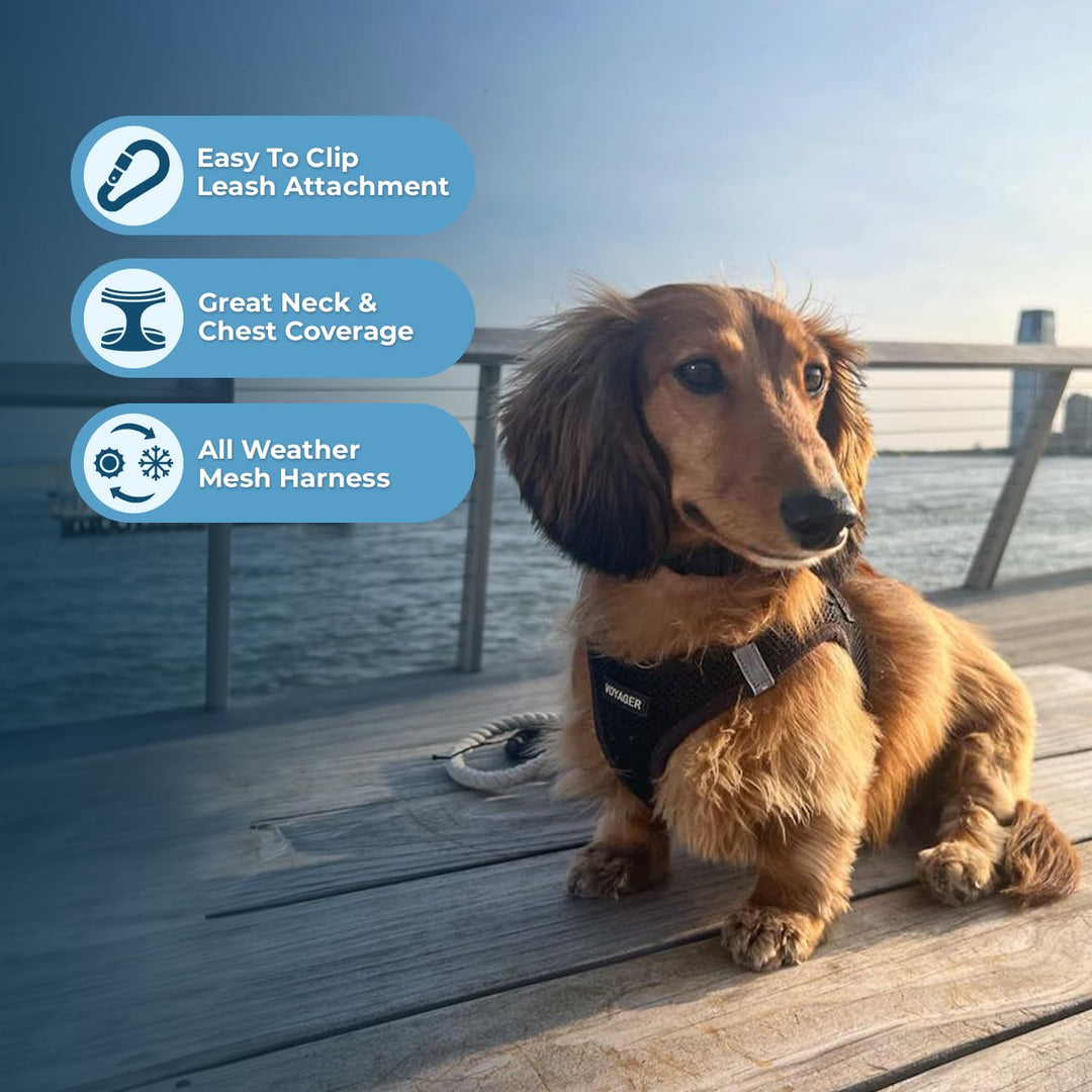 Voyager Step-In Air Dog Harness - All Weather Mesh, Reflective, No Pull Harness for Small, Medium Dogs, Cats - Secure with Hook & Loop Fastener, Buckle, Double D-Rings - Black/Black Trim, M