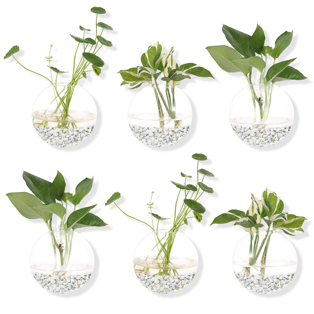 Pack of 6 Glass Planters Wall Hanging Planters Round Glass Plant Pots Hanging Air Plant Pots Flower Vase Air Plant Terrariums Wall Hanging Plant Container, 12 cm Diameter