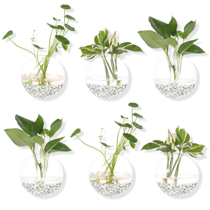 Pack of 6 Glass Planters Wall Hanging Planters Round Glass Plant Pots Hanging Air Plant Pots Flower Vase Air Plant Terrariums Wall Hanging Plant Container, 12 cm Diameter