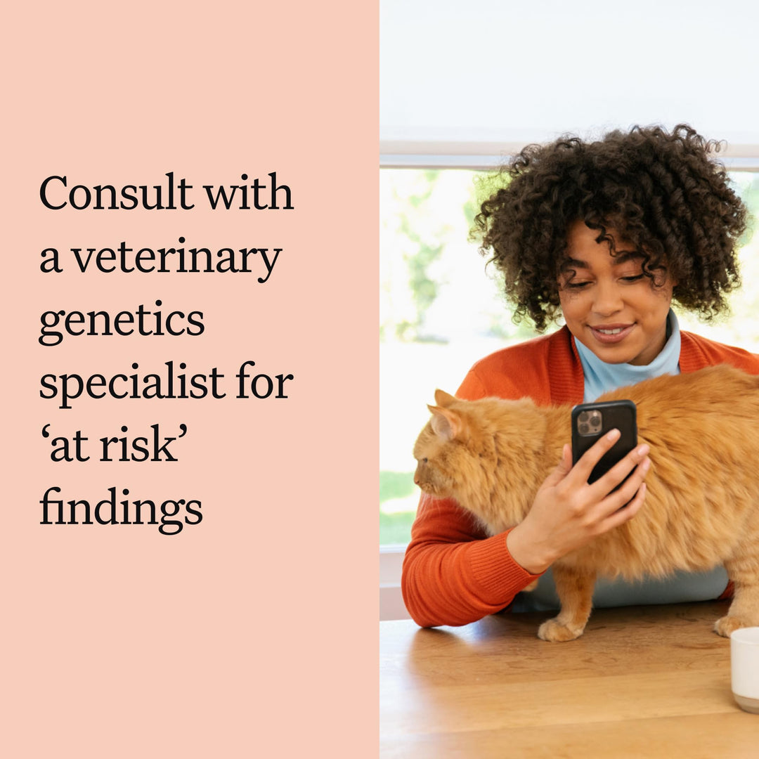 Panel Complete: Comprehensive Cat DNA Test kit for 45 Genetic Health Conditions, 70+ Breeds and populations, 25+ Traits, Blood Type - Pack of 1