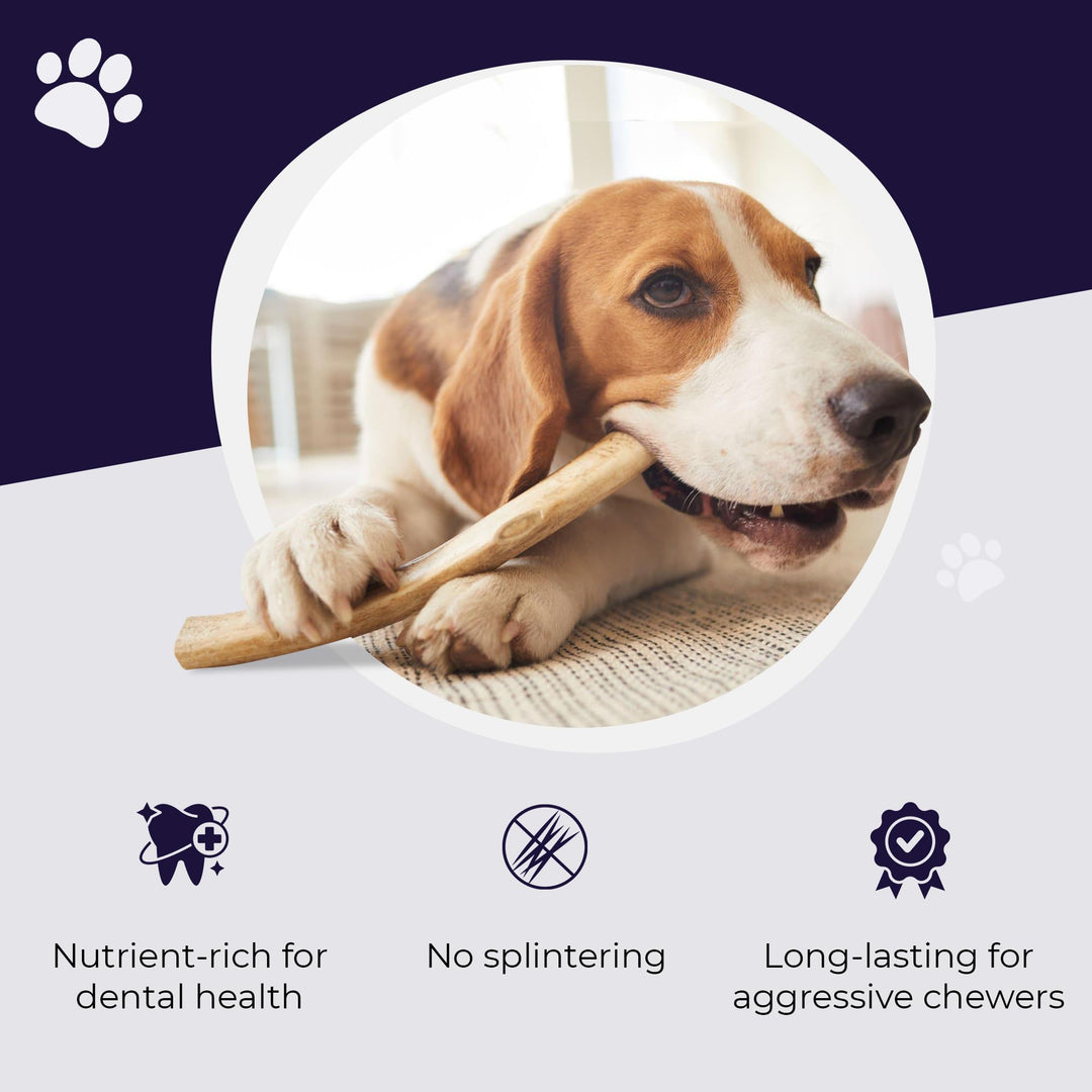 . Elk Antlers for Dogs, Large 6+, 1 Pack, Grade A Long Lasting Chew for Aggressive Chewers, Premium USA Naturally Shed Antler – Healthy, No Odor, Durable Dog Chew