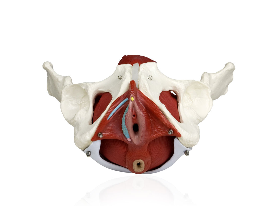 PB00024 Female Pelvis with Organs | Pelvic Floor Muscles and Reproductive Organs | Removable Organs Include Uterus, Colon and Bladder | Includes Detailed Instruction Manual