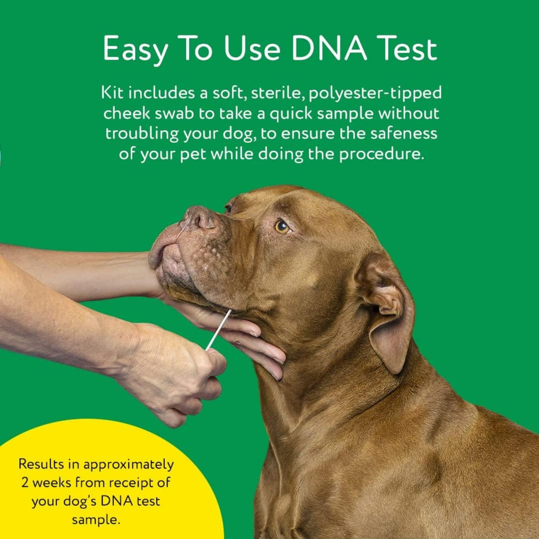– Essential Breed ID Test | Accurate DNA Analysis of 350+ Dog Breeds | Easy-to-Use Kit | Non-Invasive Cheek Swab | Results in 2 Weeks | Includes DNA Certificate & Detailed Breed Report