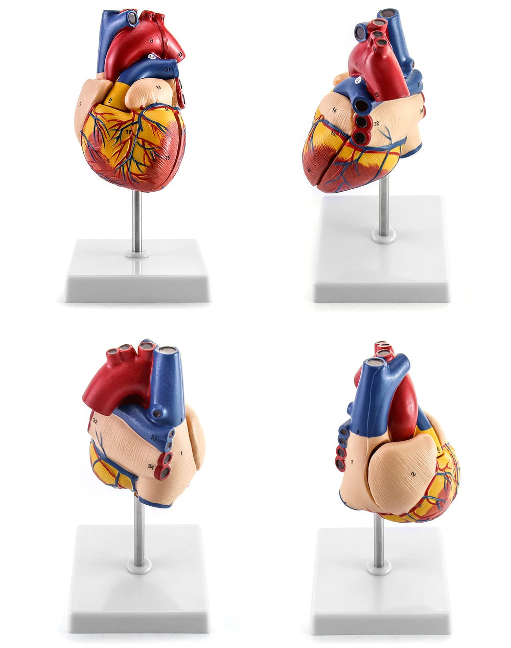Human Heart Model, Anatomically Accurate Numbered 2-Part Life Size Heart Medical Model with 34 Anatomical Structures, Held Together with Magnets on Base