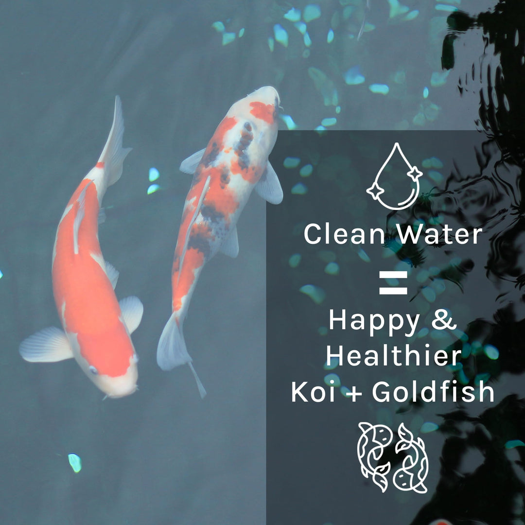 10PLQ PL Pond Bacteria and Outdoor Water Garden Cleaner, Safe for Live Koi Fish, Plant Life, and Decor, 32 Ounces