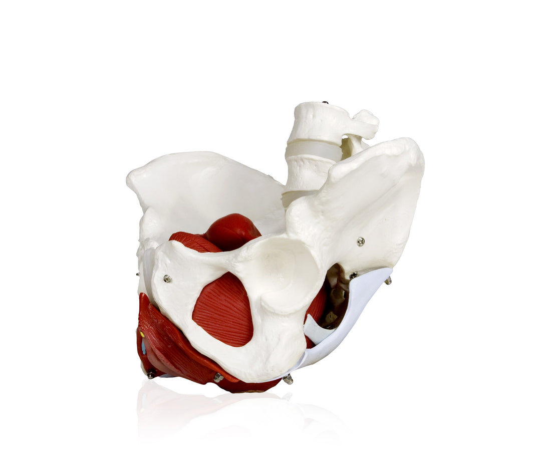 PB00024 Female Pelvis with Organs | Pelvic Floor Muscles and Reproductive Organs | Removable Organs Include Uterus, Colon and Bladder | Includes Detailed Instruction Manual