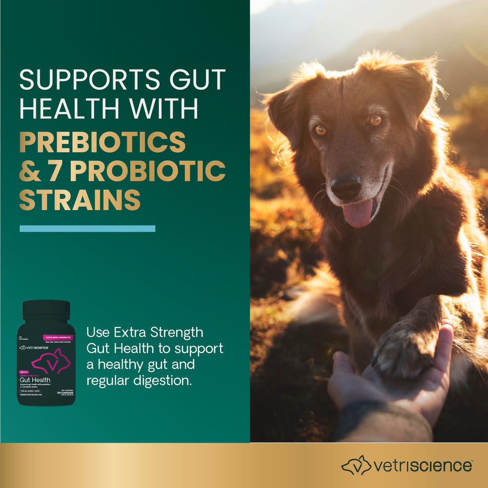 VetriScience Extra Strength Gut Health Probiotic & Prebiotic Digestive Supplements for Dogs & Cats, Gas & Diarrhea & Immune Support, Easy-Open Capsules, 120 Count - New Look