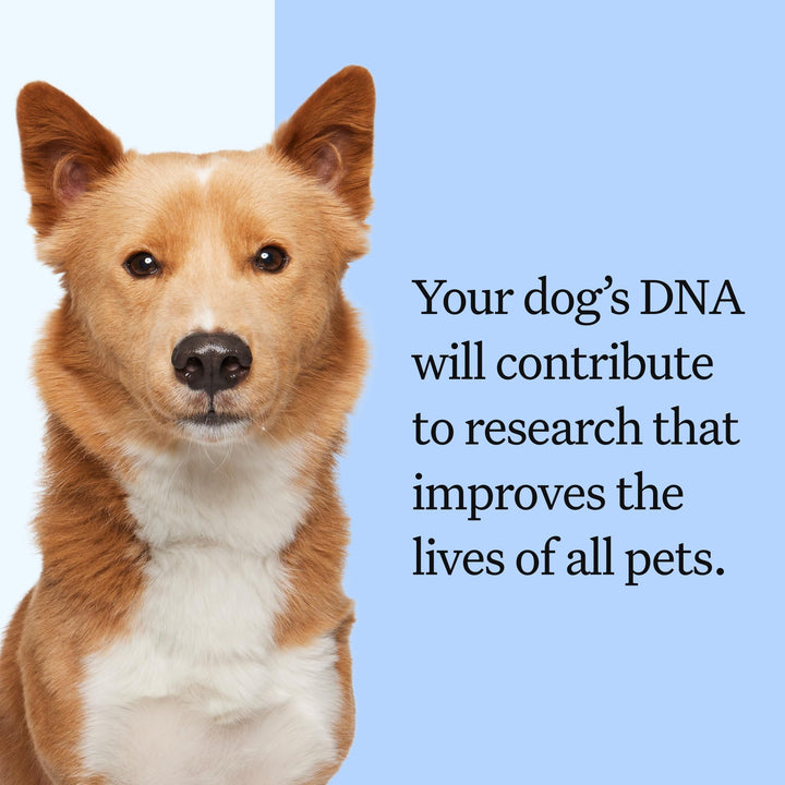 Health Panel Breed Discovery Dog DNA Kit: Most Accurate Dog Breed Identification, Test for 365+ Breeds, MDR1 Health Test, Ancestry, Relatives