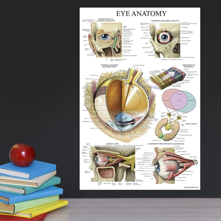 LAMINATED Eye Anatomical Poster - Human Eye Anatomy Chart - 18 x 27