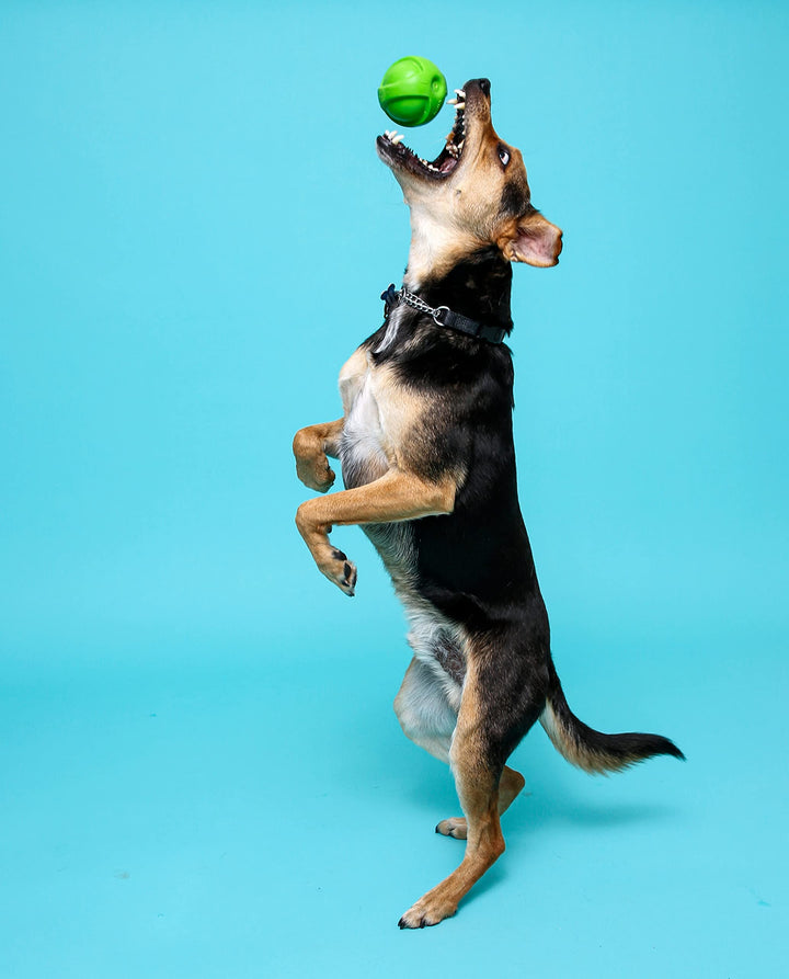 Dura Play Bacon Scented Squeak Ball Dog Toy for Small Breeds, 3 Pack