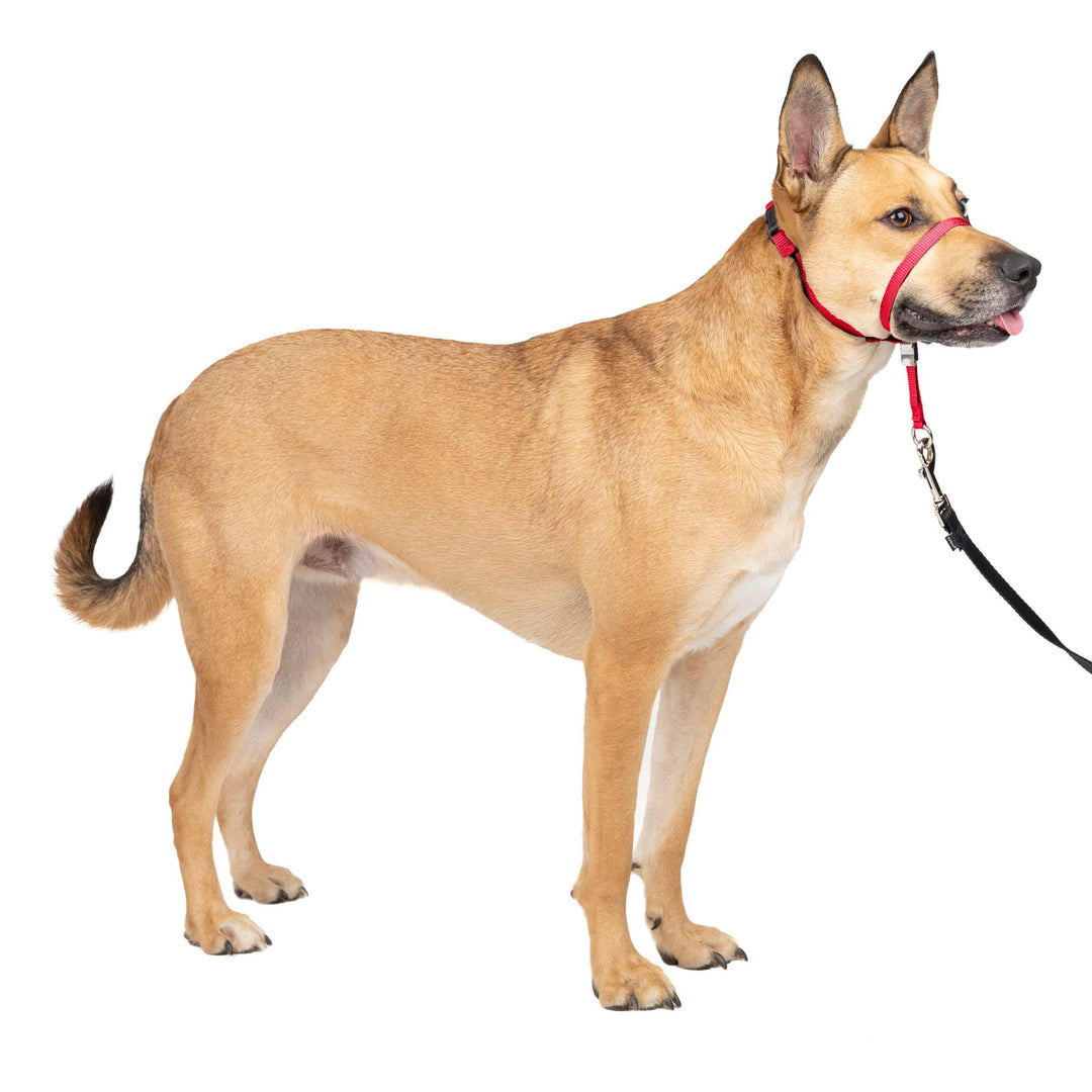 Gentle Leader No-Pull Dog Headcollar - The Ultimate Solution to Pulling - Redirects Your Dog's Pulling for Easier Walks - Helps You Regain Control - Medium, Red