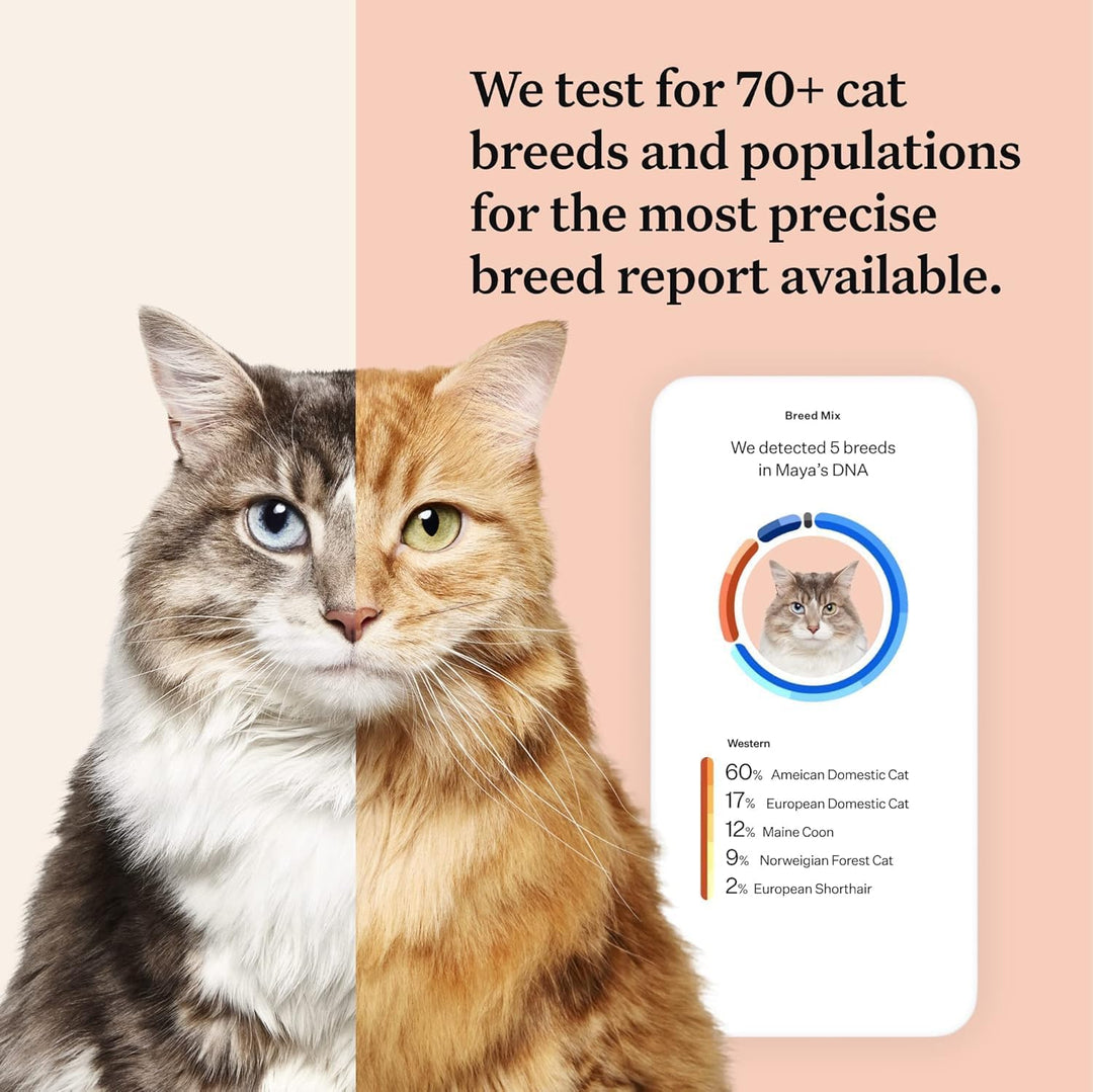 Panel Complete: Comprehensive Cat DNA Test kit for 45 Genetic Health Conditions, 70+ Breeds and populations, 25+ Traits, Blood Type - Pack of 1