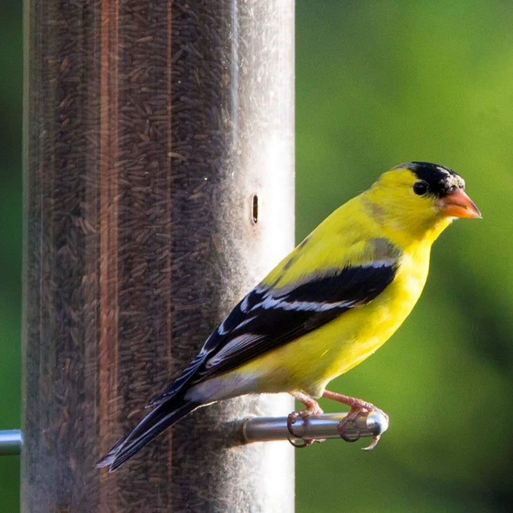 Nyjer Seed Wild Bird Seed Finch Food - Attracts Goldfinches, House Finches & Purple Finches -10 lb Bag