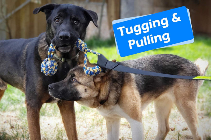 Outdoor Bungee Tug Toy, Dog Toy Hanging from Tree for Small to Large Dogs, Interactive Exercise Play Cord & Tether with Chew Rope Toy (Black)
