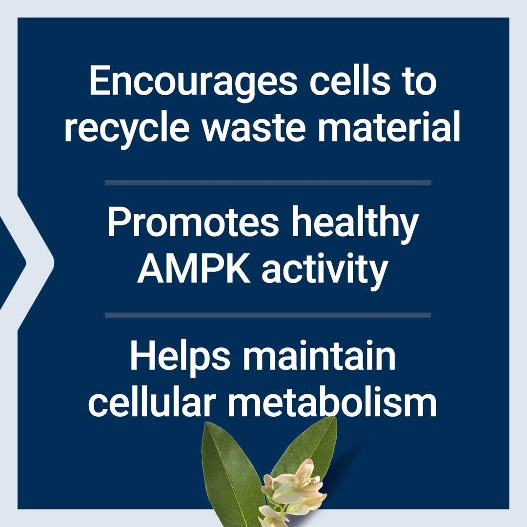 GEROPROTECT® Autophagy Renew, Luteolin, piperlongumine, Cellular Health Support, Healthy Aging, Gluten-Free, Non-GMO, Vegetarian, 30 Capsules