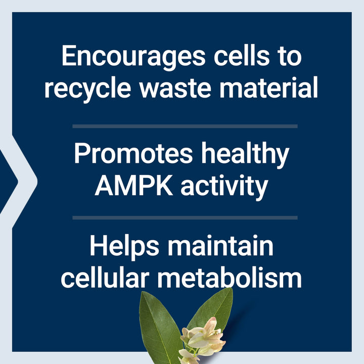 GEROPROTECT® Autophagy Renew, Luteolin, piperlongumine, Cellular Health Support, Healthy Aging, Gluten-Free, Non-GMO, Vegetarian, 30 Capsules