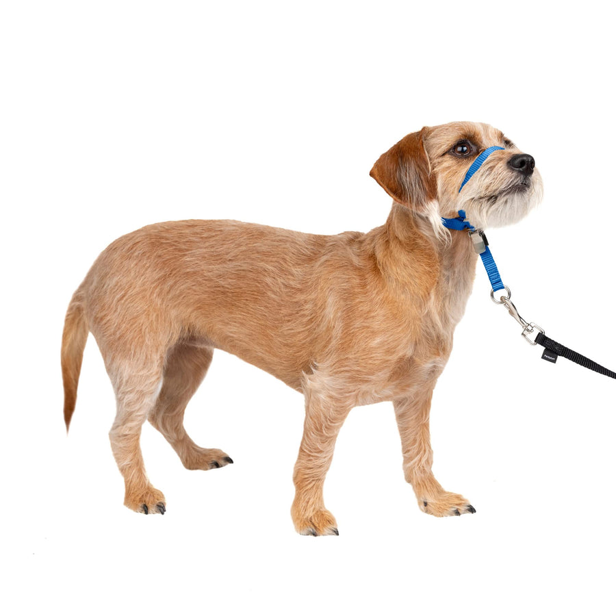 Gentle Leader No-Pull Dog Headcollar - The Ultimate Solution to Pulling - Redirects Your Dog's Pulling for Easier Walks - Helps You Regain Control - Small, Royal Blue