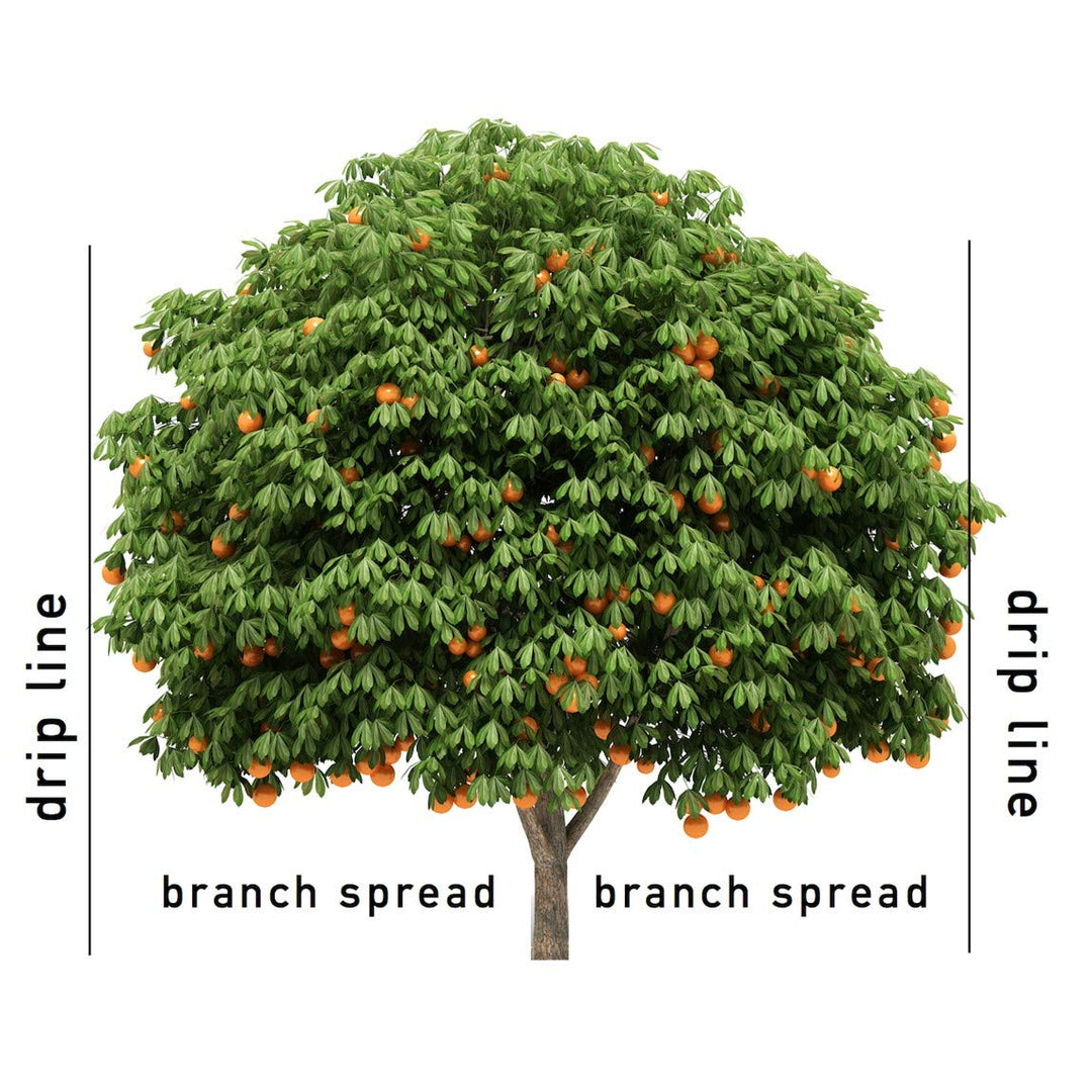 Jobe’s Garden Fertilizer Spikes, Easy Plant Care Slow Release Fertilizer for Fruit and Citrus Plants and Trees, 9 Count