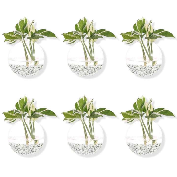 Pack of 6 Glass Planters Wall Hanging Planters Round Glass Plant Pots Hanging Air Plant Pots Flower Vase Air Plant Terrariums Wall Hanging Plant Container, 12 cm Diameter