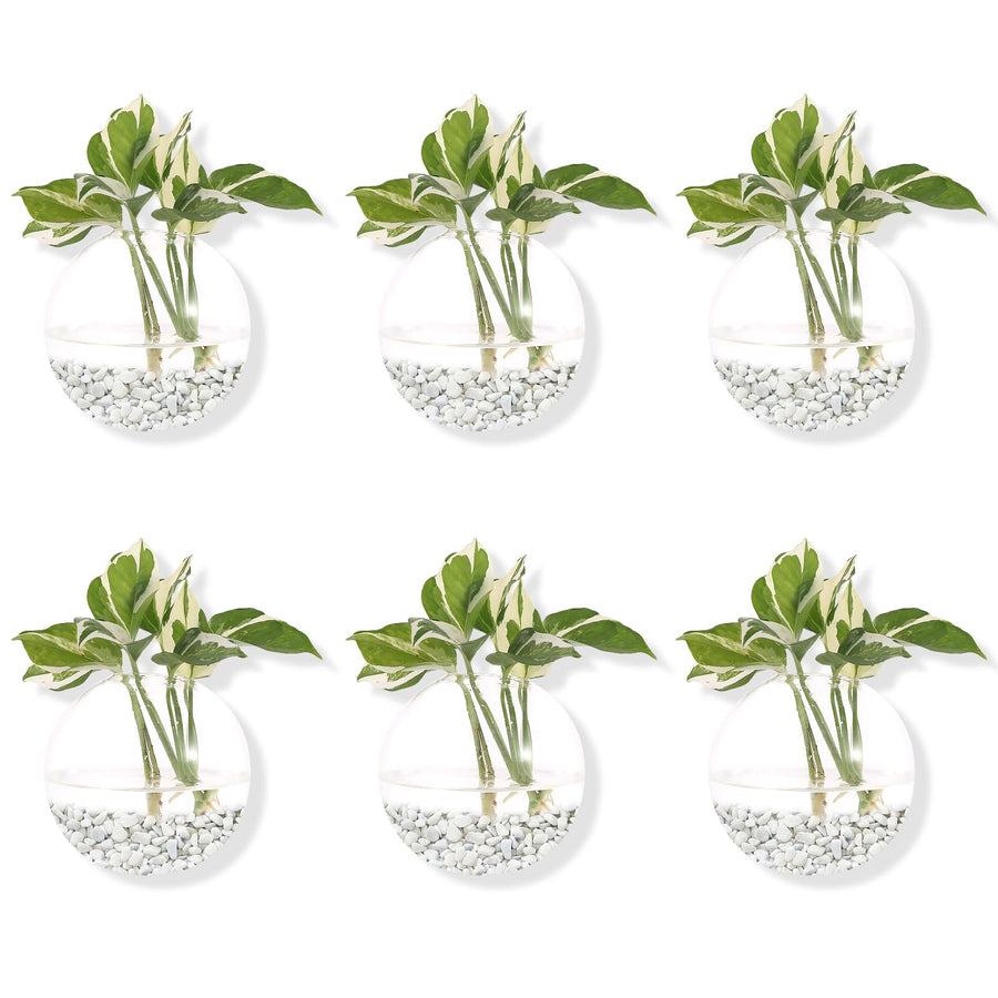 Pack of 6 Glass Planters Wall Hanging Planters Round Glass Plant Pots Hanging Air Plant Pots Flower Vase Air Plant Terrariums Wall Hanging Plant Container, 12 cm Diameter