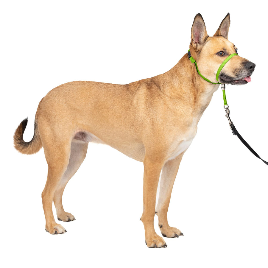 Gentle Leader No-Pull Dog Headcollar - The Ultimate Solution to Pulling - Redirects Your Dog's Pulling for Easier Walks - Helps You Regain Control - Medium, Apple Green
