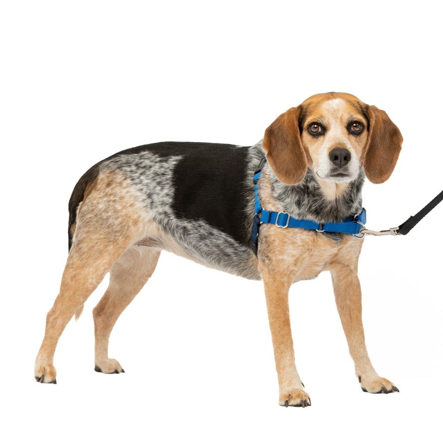 Easy Walk No-Pull Dog Harness - The Ultimate Harness to Help Stop Pulling - Take Control & Teach Better Leash Manners - Helps Prevent Pets Pulling on Walks, Small/Medium, Royal Blue/Navy Blue
