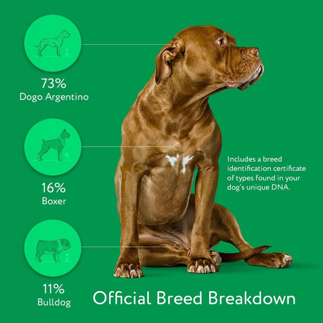 – Essential Breed ID Test | Accurate DNA Analysis of 350+ Dog Breeds | Easy-to-Use Kit | Non-Invasive Cheek Swab | Results in 2 Weeks | Includes DNA Certificate & Detailed Breed Report