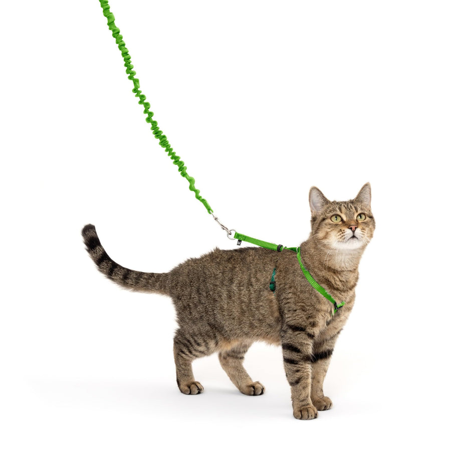 Come with Me Kitty Harness and Bungee Leash, Medium, Lime