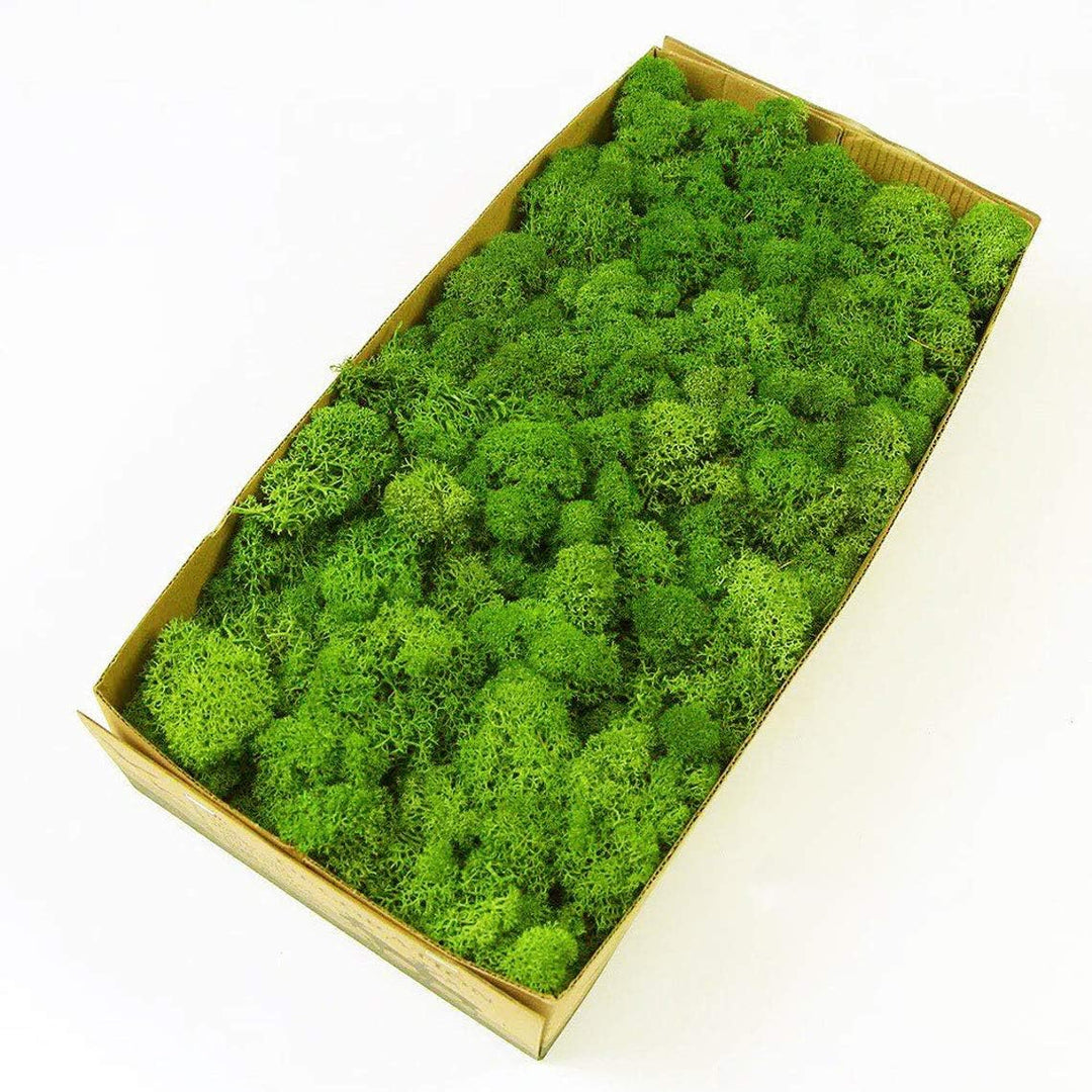 Prefleur Preserved Reindeer Craft Moss Natural Green DIY Kit Gardenning Art Wall Decor Florist Easter Table Decor Wedding Decor (0.85lb)(Green-02)